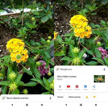 Как определить растения и цветы с помощью камеры телефона Google Lens